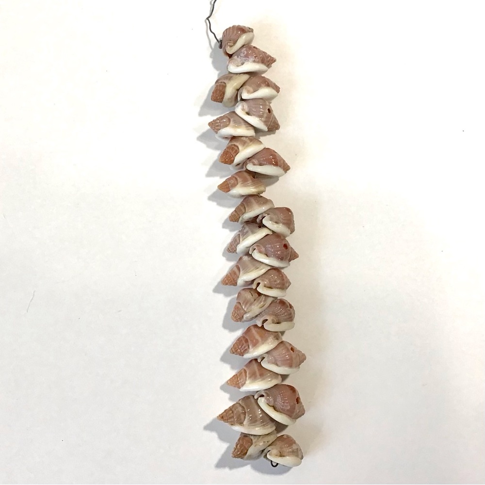 Seashells 24 Natural Sea Snail Shells for Crafts Jewelry Decorating Collection
